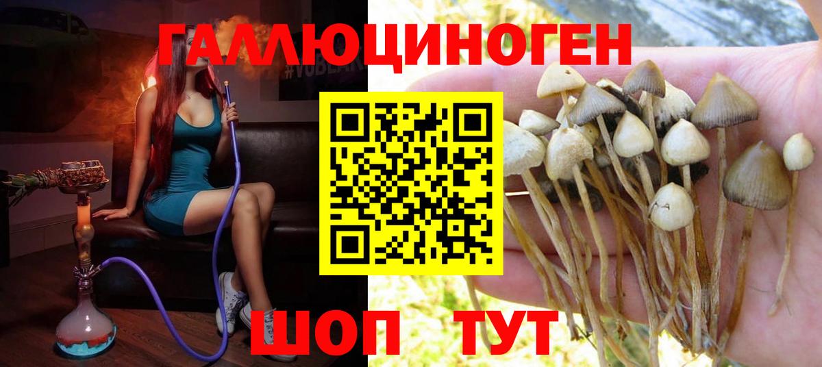 Псилоцибиновые грибы Psilocybe  Вход с VPN  Фрязино 